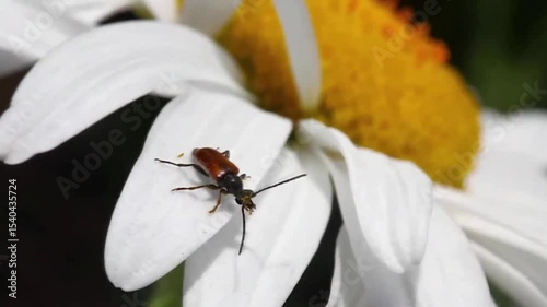 a bug on a daisy petal