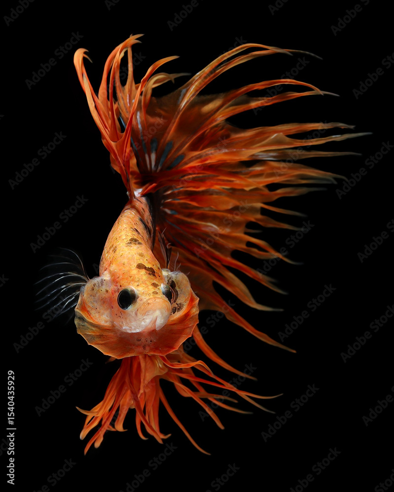 Fototapeta premium This stunning Betta splendens, a 