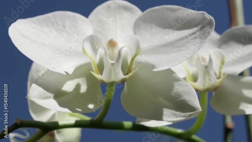 white orchid flower