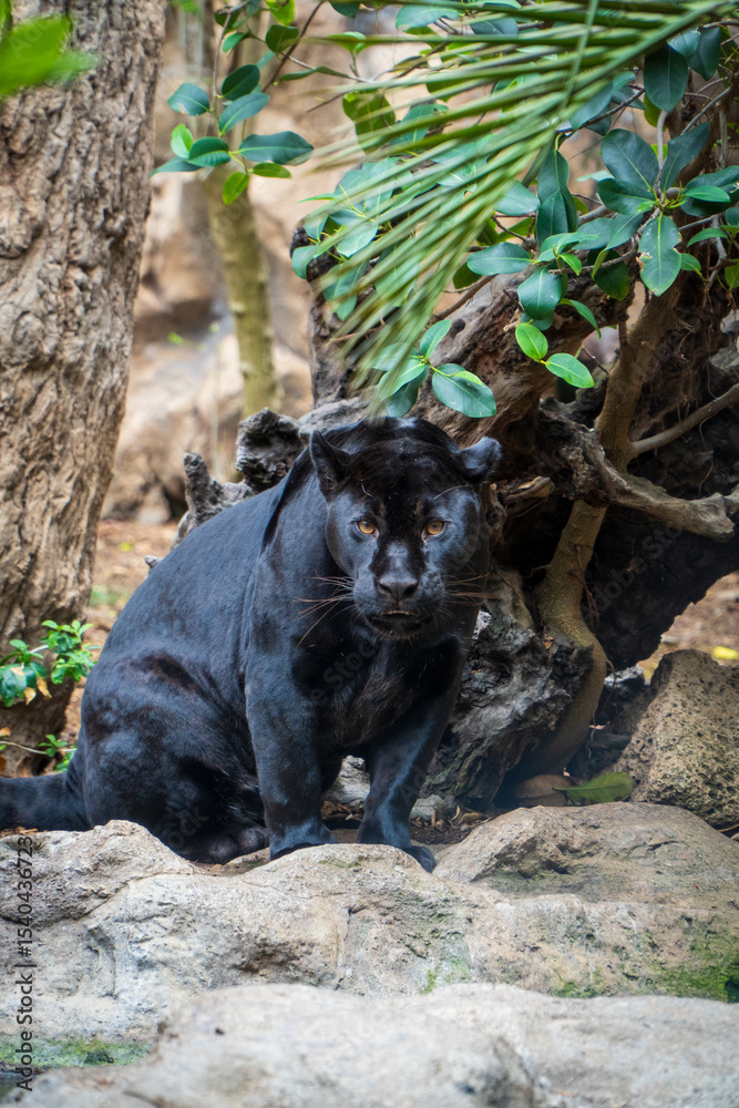 Fototapeta premium black panther