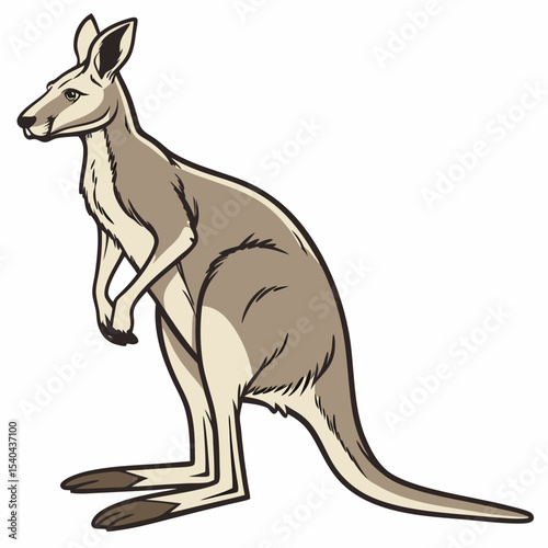 kangaroo vector illustration