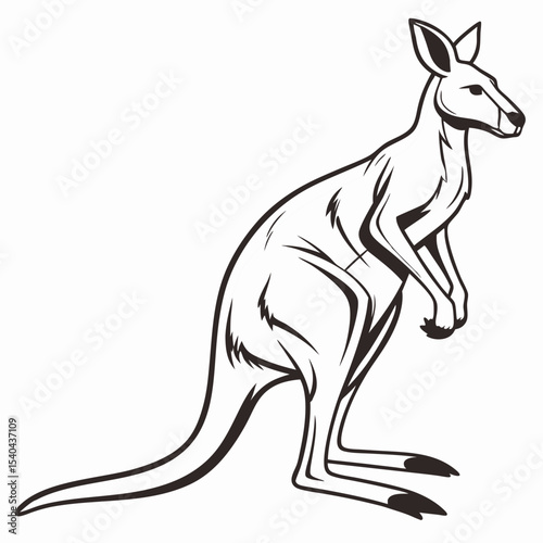 kangaroo vector illustration