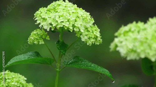 close-up of green leaves and flowers