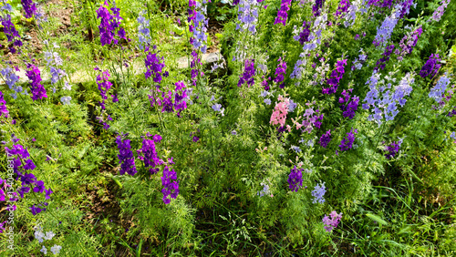 Colorful larkspur flowers bloom in the summer garden, bright and lush greenery.