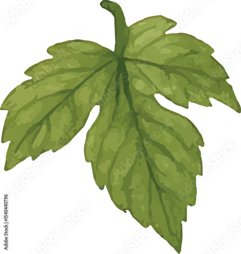 Lush green hops leaves with intricate veins, ideal for beer brewing illustrations. Perfect for craft beer branding, brewery decor, or nature-inspired designs, showcasing the freshness of hop plants