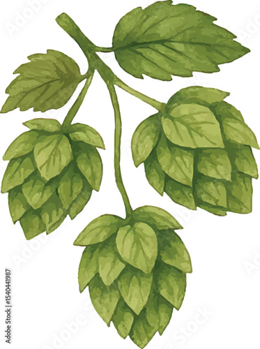 Fresh green hop cones, key to beer flavor, perfect for brewing illustrations. Ideal for craft beer branding, hop harvest themes, or rustic brewery decor