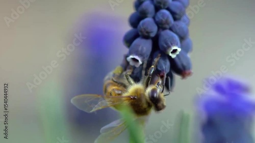 bee on blue flower