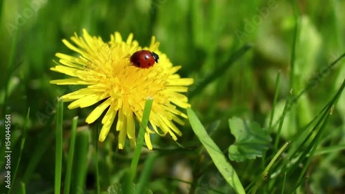 ladybug on yellow flower