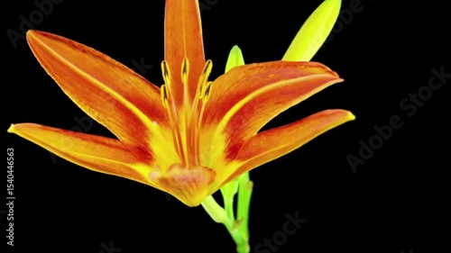 orange lily isolated on black