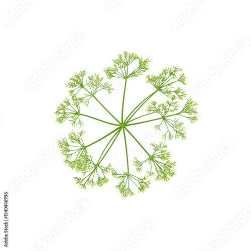 Symmetrical Green Plant Top View - Botanical Illustration