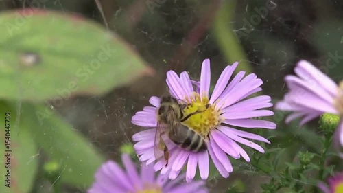 bee on a flower