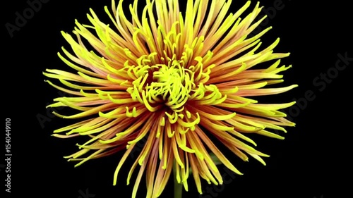 yellow flower on black background