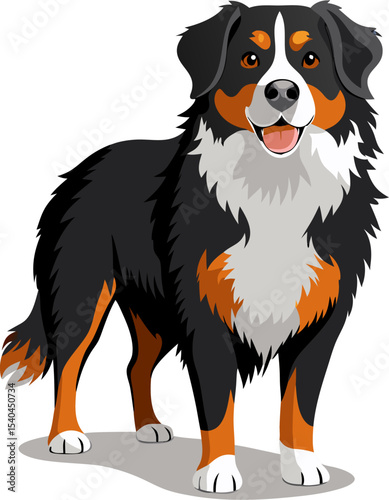 border collie dog