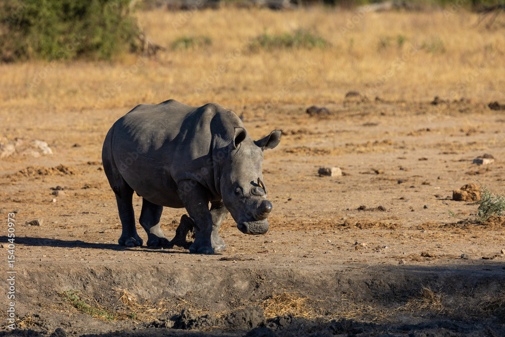 Fototapeta premium a white rhino in an open space