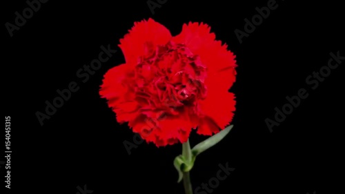 red carnation flower