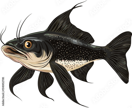 vector illustration of a fish