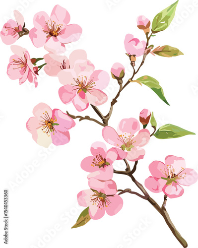 pink cherry blossoms