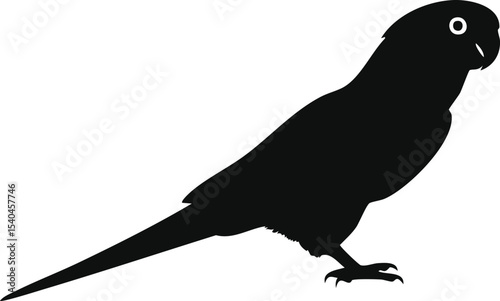 Ringneck parrot silhouette illustration