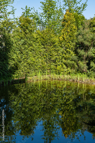 Serene pond surrounded by lush greenery, with tall grasses and dense foliage reflecting in calm water.