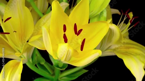 yellow lily flower