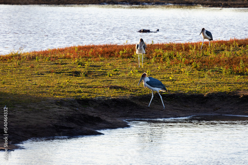 a marabou stork at the water's edge