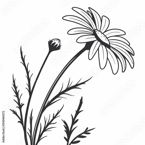 vector illustration of common daisies