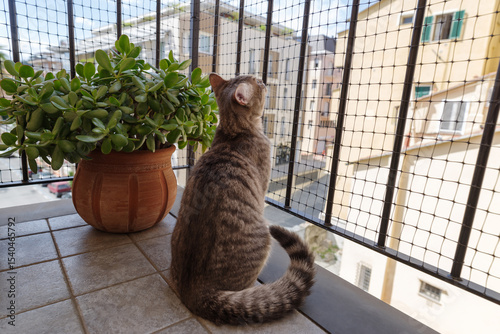 Cat observing street from balcony