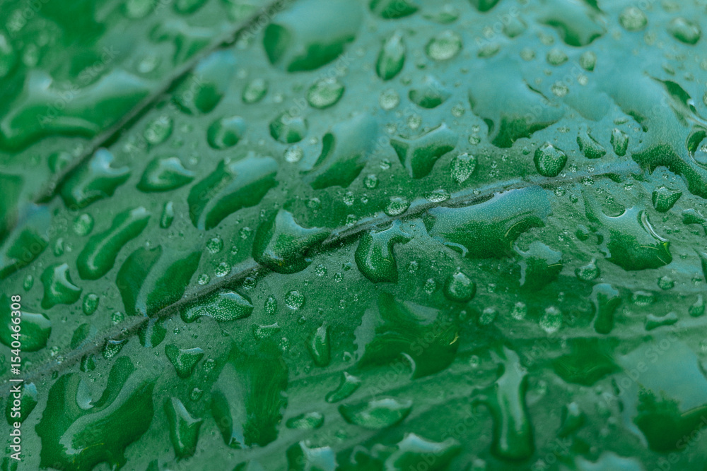 Soft Focus nature background texture green leaf with water drop. Soft Focus nature background texture green leaf with water drop.
