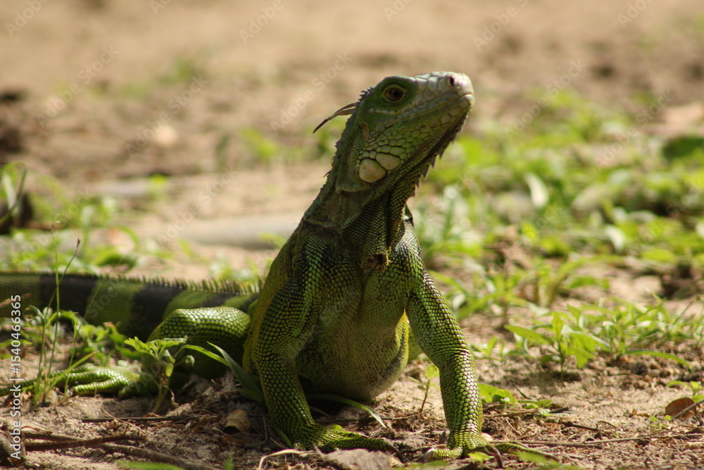 Fototapeta premium Iguana verde posando en su hábitat natural
