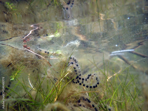 A string of Western Toad eggs (Anaxyrus boreas) laid along the margin of a boreal lake, underwater perspective, close-up. 
