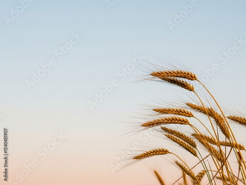 Golden wheat stems swaying from the right, pastel sky gradient background with tones of soft blue and rose — minimal agricultural nature background