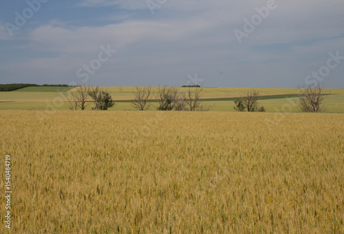 A field of yellow grass