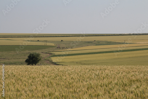 A field with a few cows