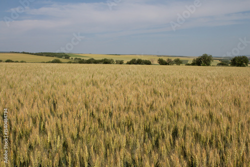 A field of yellow grass