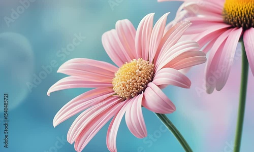 Two Light Pink Daisy Flowers with Yellow Centers on a Blurred Blue Background