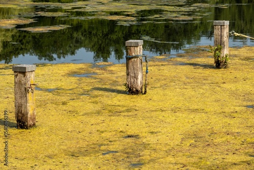 Wooden poles emerging from a pond covered in yellow algae during daytime