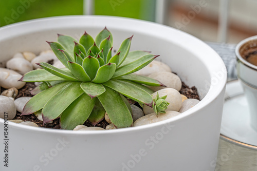Succulent plant Sempervivum in a pot on the table in balcony.