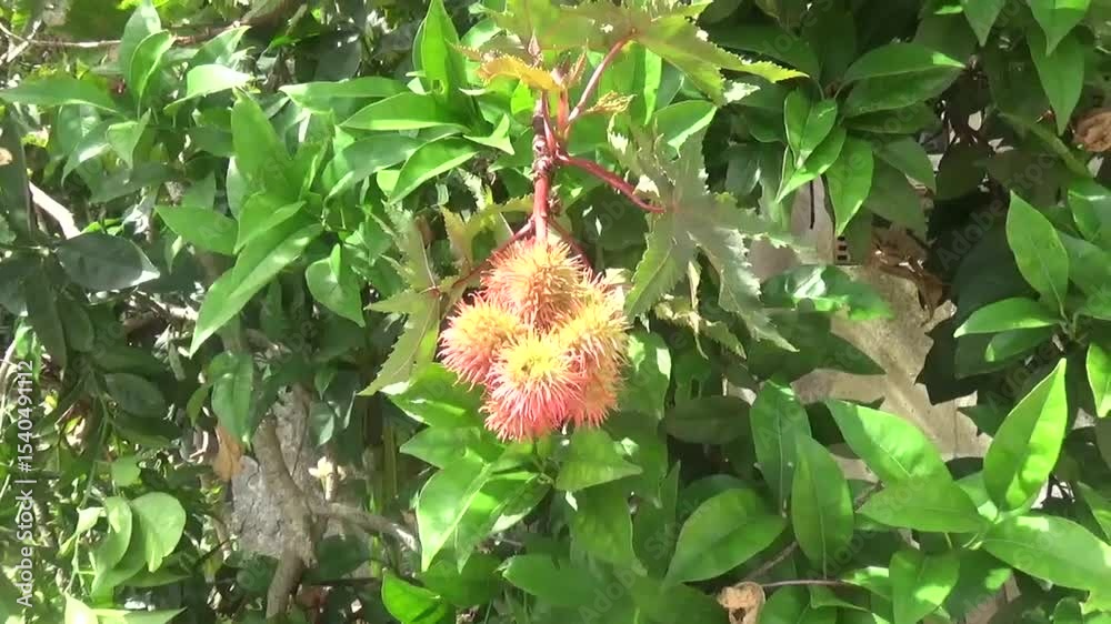 Castor oil plant (Ricinus communis). Close-up in daylight showing leaves and beautiful bud with castor oil seeds swaying in the wind among greenery around
