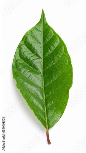isolated glossy bright green leaf with pinnate venation and red stem, contrasted against white backdrop