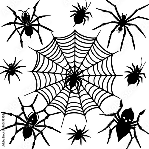 spider and web