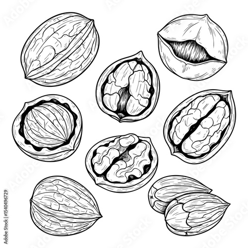 Types of Nuts Hand Drawn Sketch in one Picture, on a Transparent Isolated PNG Background