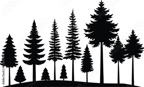 Silhouettes of evergreen trees in a forest