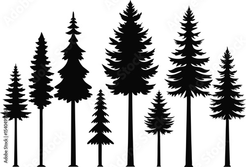 Silhouettes of evergreen trees in a forest scene
