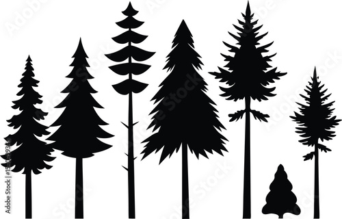 Silhouettes of various evergreen trees in a forest