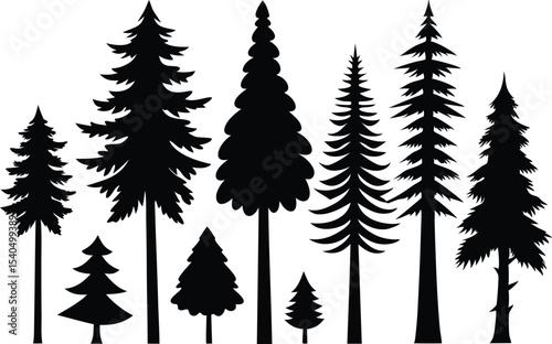 Silhouettes of various evergreen trees in a forest