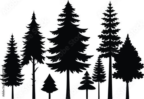 Silhouettes of evergreen trees in a forest