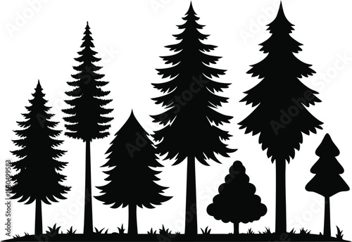 Silhouettes of evergreen trees in a forest scene