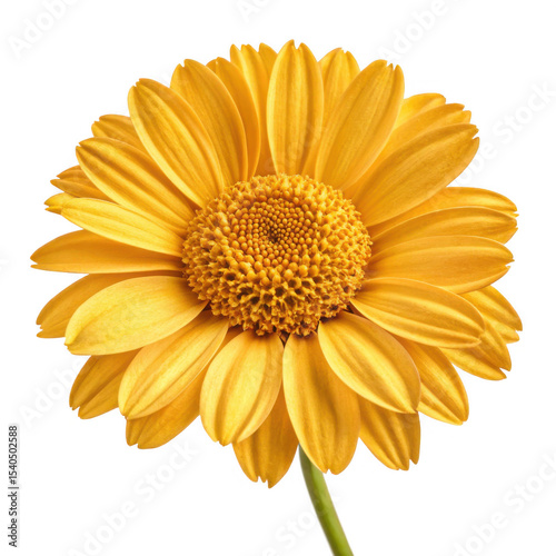 Golden marguerite flower png yellow daisy bloom png garden herb flower png summer medicinal plant png cheerful bloom png transparent background image