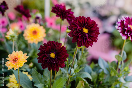 Dark red and yellow Dahlia flowers in a flower shop. Close up.
