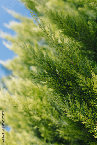 Fresh green cypress branches in a blue sky. Close up.